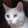 オッドアイの白猫♀