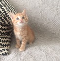 甘えん坊大将ラッタ君