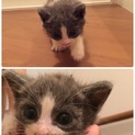 生後1ヶ月の子猫ちゃん
