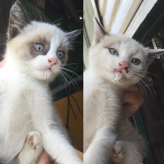 一度締切ます。     シャム系子猫2匹の里親募集