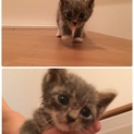 生後1ヶ月の子猫ちゃん