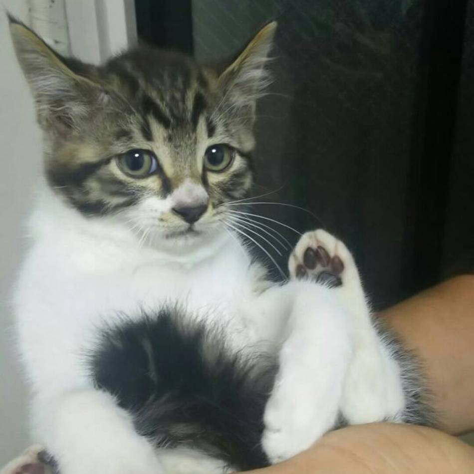 大吉のカバー写真