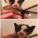 生後1ヶ月の子猫ちゃん