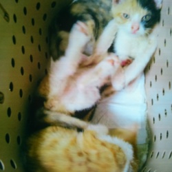 保護中の３ニャン