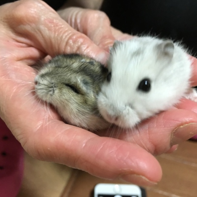 かのうちゃんのカバー写真