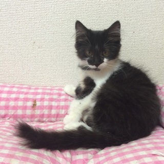 『モフ子』3ヶ月チョット長毛