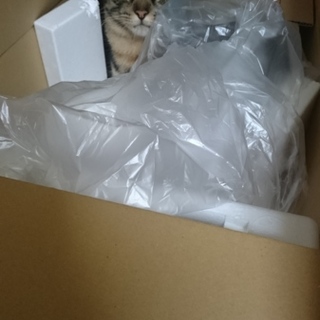 メインクーンとキジトラのハーフで美形の猫です!