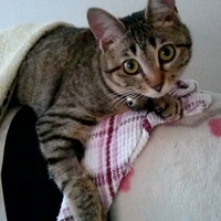 ミミ