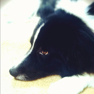 やんちゃだけど少し気弱なボーダーコリー