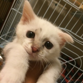 『白熊子』2ヶ月半 お顔は模様よー