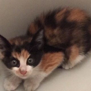 生後2ヶ月程 三毛猫