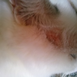 保護子猫から白癬感染