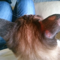 「保護子猫から白癬感染」サムネイル2