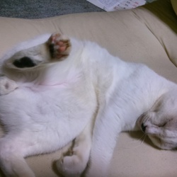 「保護子猫から白癬感染」サムネイル3