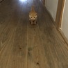 どこいくのー？