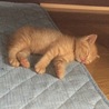 こてーん♪