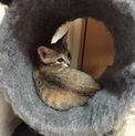 . とても信頼できる里親様が決定しました。