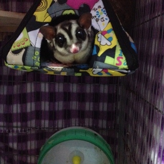 引っ越しのため募集する事にしました