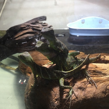 ウォータードラゴン