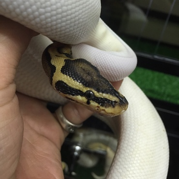 パイボールド