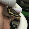 パイボールド