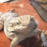フトアゴヒゲトカゲ