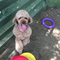 coco