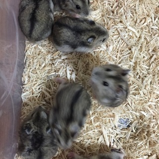 ジャンガリアンハムスター