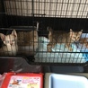 保護ねこーず。目の瞳孔が細い。。