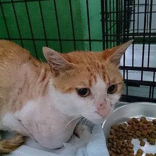 命の期限7.15(金)迄！持込まれた右断脚手術の猫