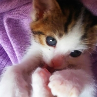 生後１か月半、大福くんです！