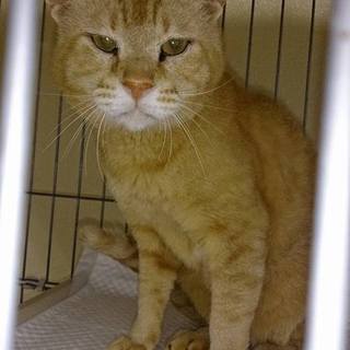 命の期限7.15(金)迄！元気になったチャトラ！