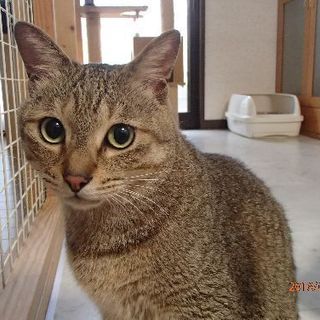 らっちゃんの命繋いで頂けませんか?