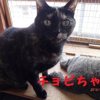 チョビちゃんの命繋いで頂けませんか?