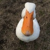 ちびちこ