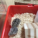 ジャンガリアンハムスターの里親募集