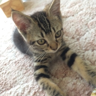 里親さん決まりました！