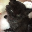保護したふわふわ黒長毛子猫♀です！里親さん募集！
