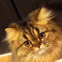 ペルシャ猫 メス