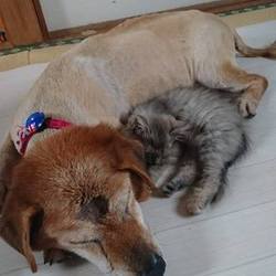 里子に出て幸せになった子