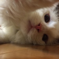 ノア