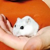 さえふじ