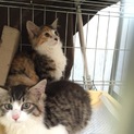 長毛の子猫の姉妹、里親さん募集します。