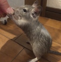 素敵な里親様の家族になりました