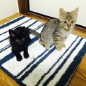 野良猫の赤ちゃん2ヶ月♡