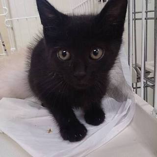 命の期限7.15(金)迄！守ってあげたい黒猫！