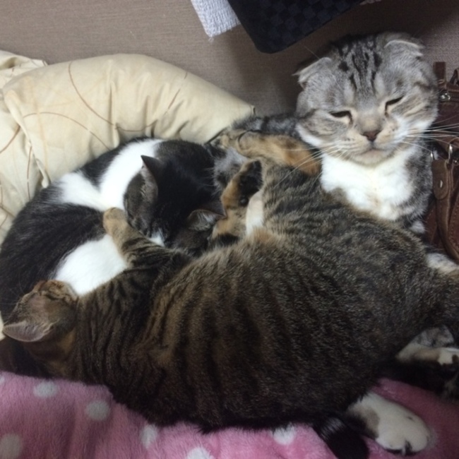 あやちゃまるんのカバー写真