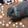 ロップイヤー♂  幼少期