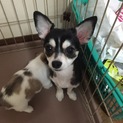 チワワ募集