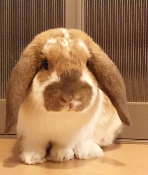元気なロップイヤーの男の子です」岡山県 - 小動物の里親募集(117353